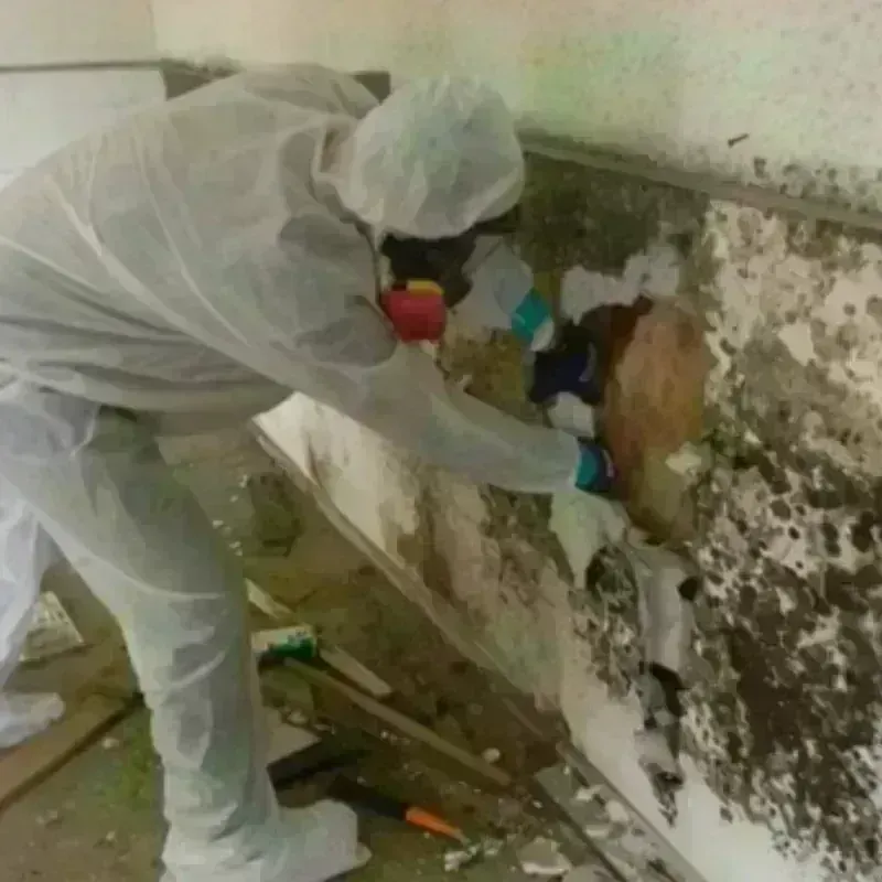 Mold Remediation and Removal in Bledsoe County, TN